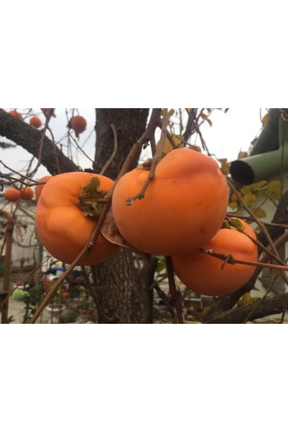 Хурма ‘Гора Говерла’